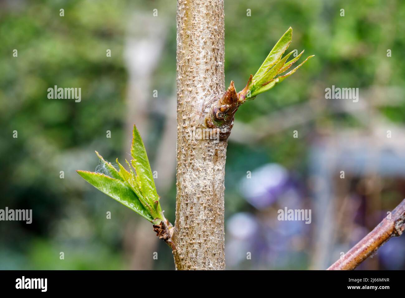 New growth staring on a nectarine (Lord Napier) tree Stock Photo Alamy