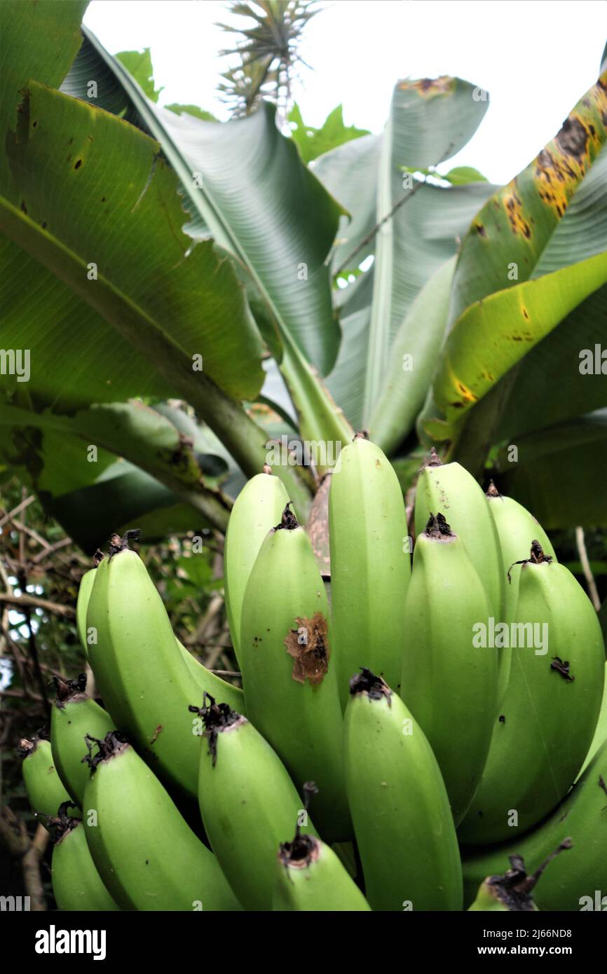 Green unripe bananas on a bananatree in the rain forest Stock Photo