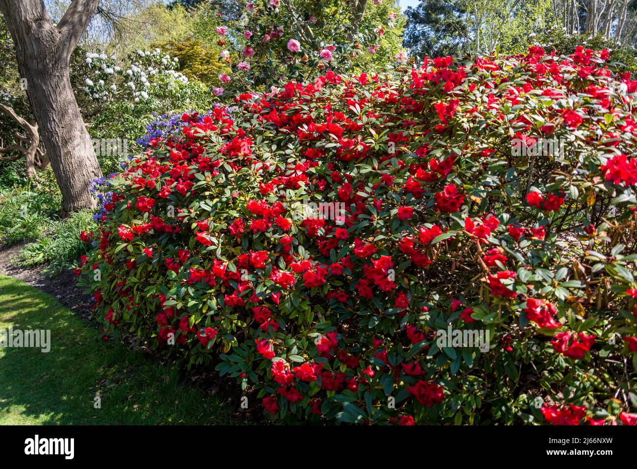 Rhododendron Elizabeth Group Stock Photo