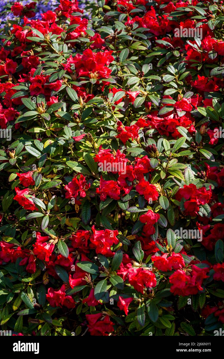 Rhododendron Elizabeth Group Stock Photo