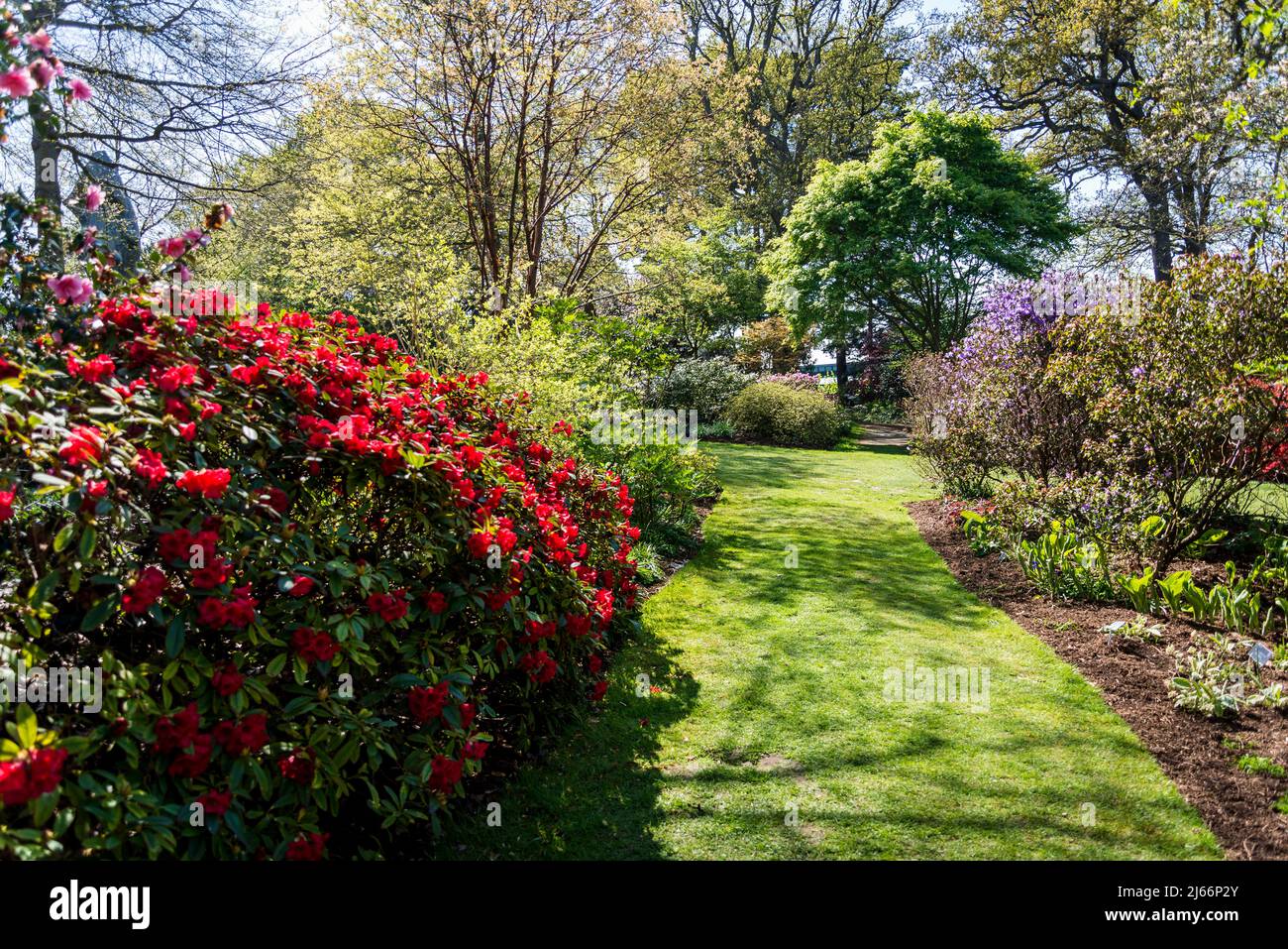Rhododendron Elizabeth Group on Battleston Hill, Wisley Garden, Surrey, England, UK Stock Photo