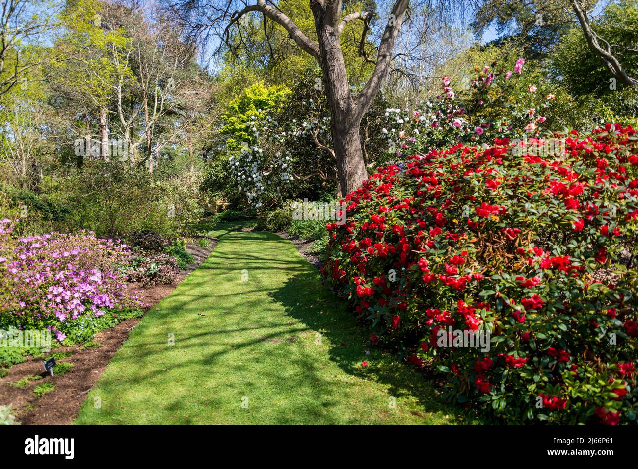 Rhododendron Elizabeth Group on Battleston Hill, Wisley Garden, Surrey, England, UK Stock Photo