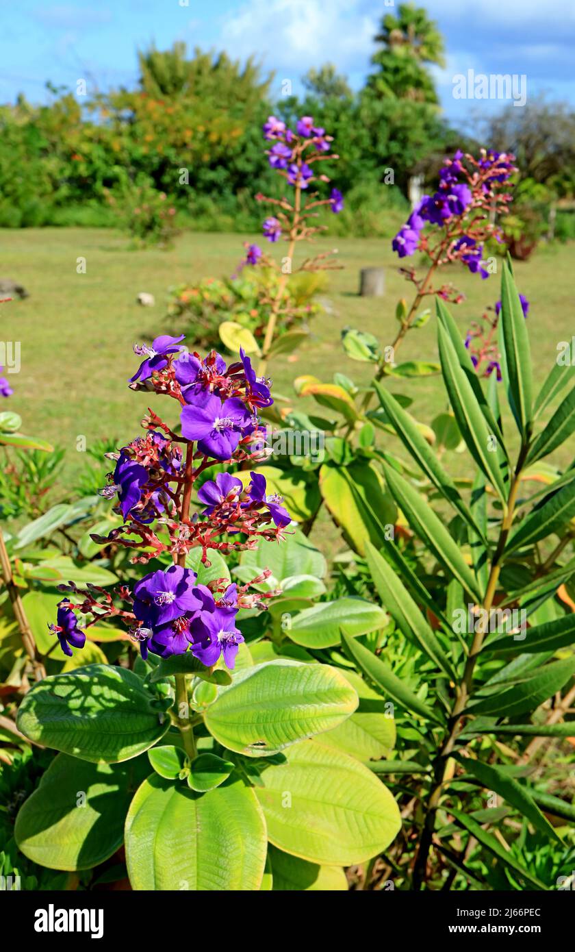 Bunch of Vivid Purple Princess Flowers or Tibouchina on Easter Island of Chile, South America Stock Photo