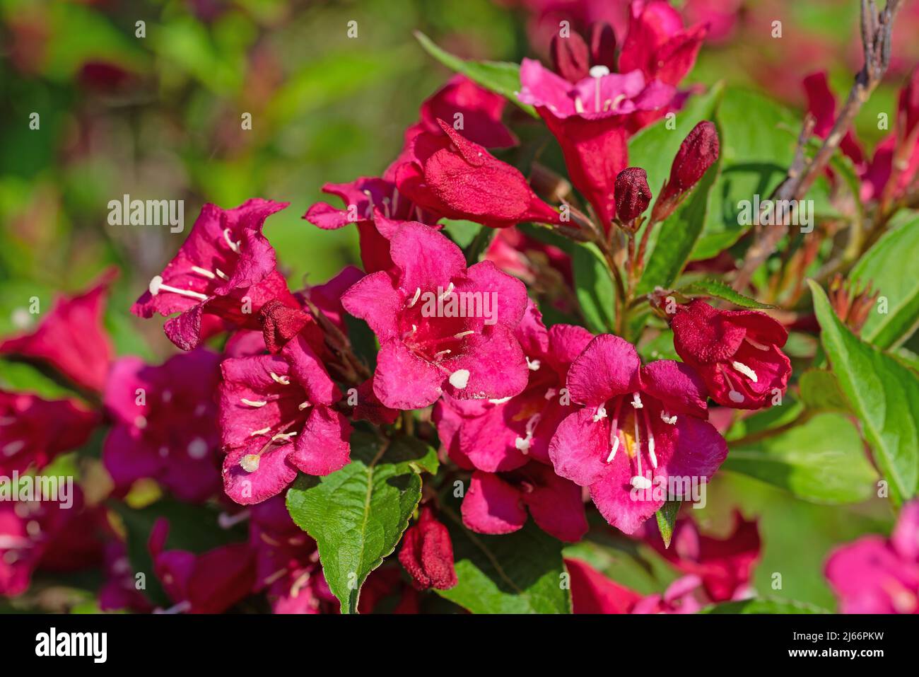 Flowering Weigelia, Weigela, in spring Stock Photo