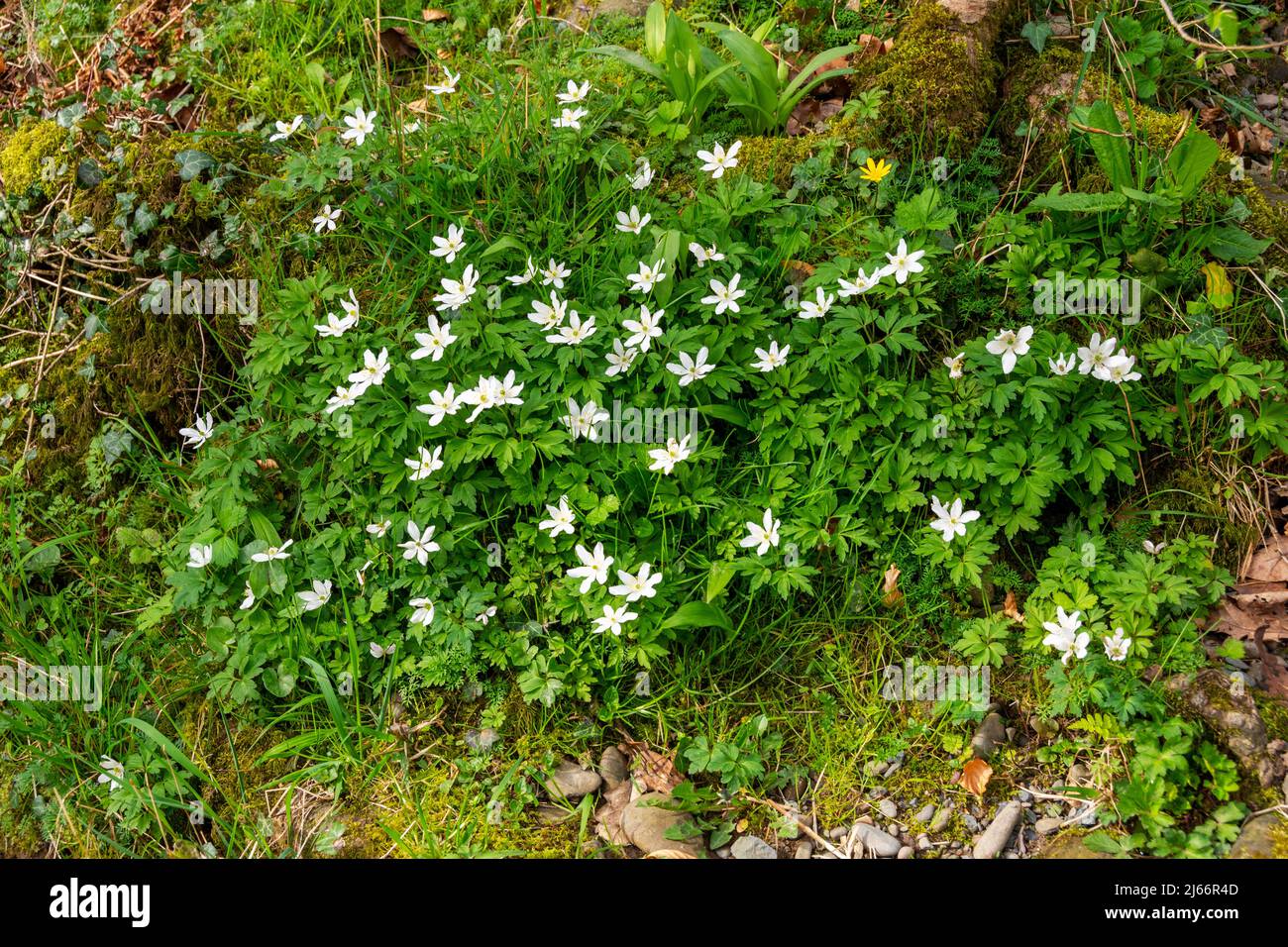 A patch Wood Anemone flowers growing on a river bank under some trees. Stock Photo