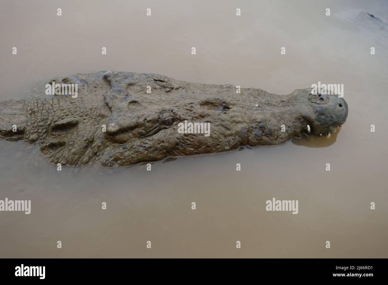 Head of a crocodile swimming a river near the riverbank as a closeup Stock Photo