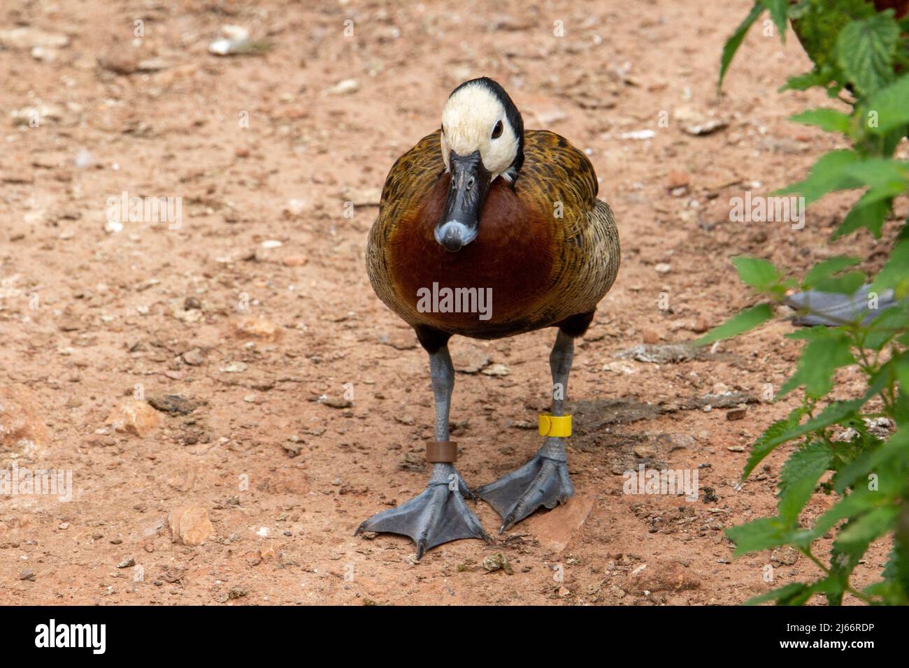 a single White-faced whistling duck (Dendrocygna viduata) walking towards the camera isolated on a natural pale background Stock Photo
