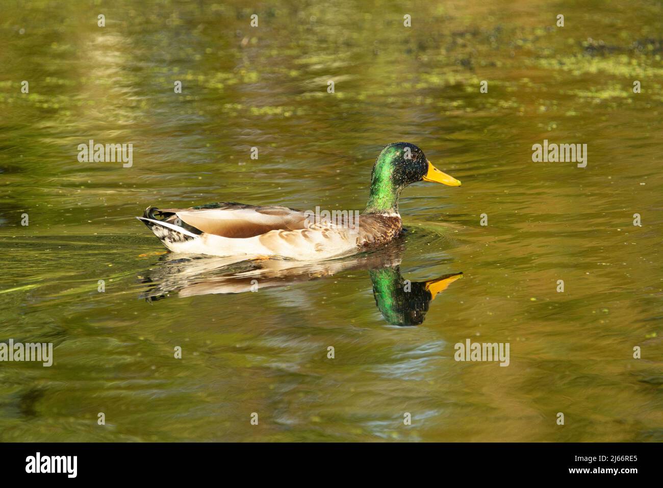 adult male dabbling duck reflected in the green water of the river Stock Photo