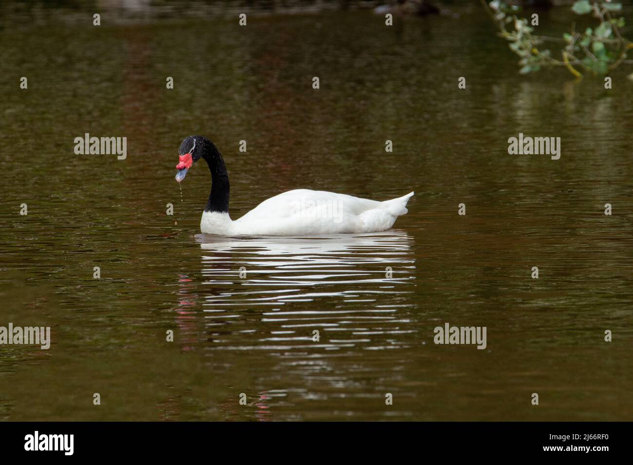 Black-necked Swan (Cygnus Melancoryphus) swimming on a lake with slight reflection in the brown water Stock Photo