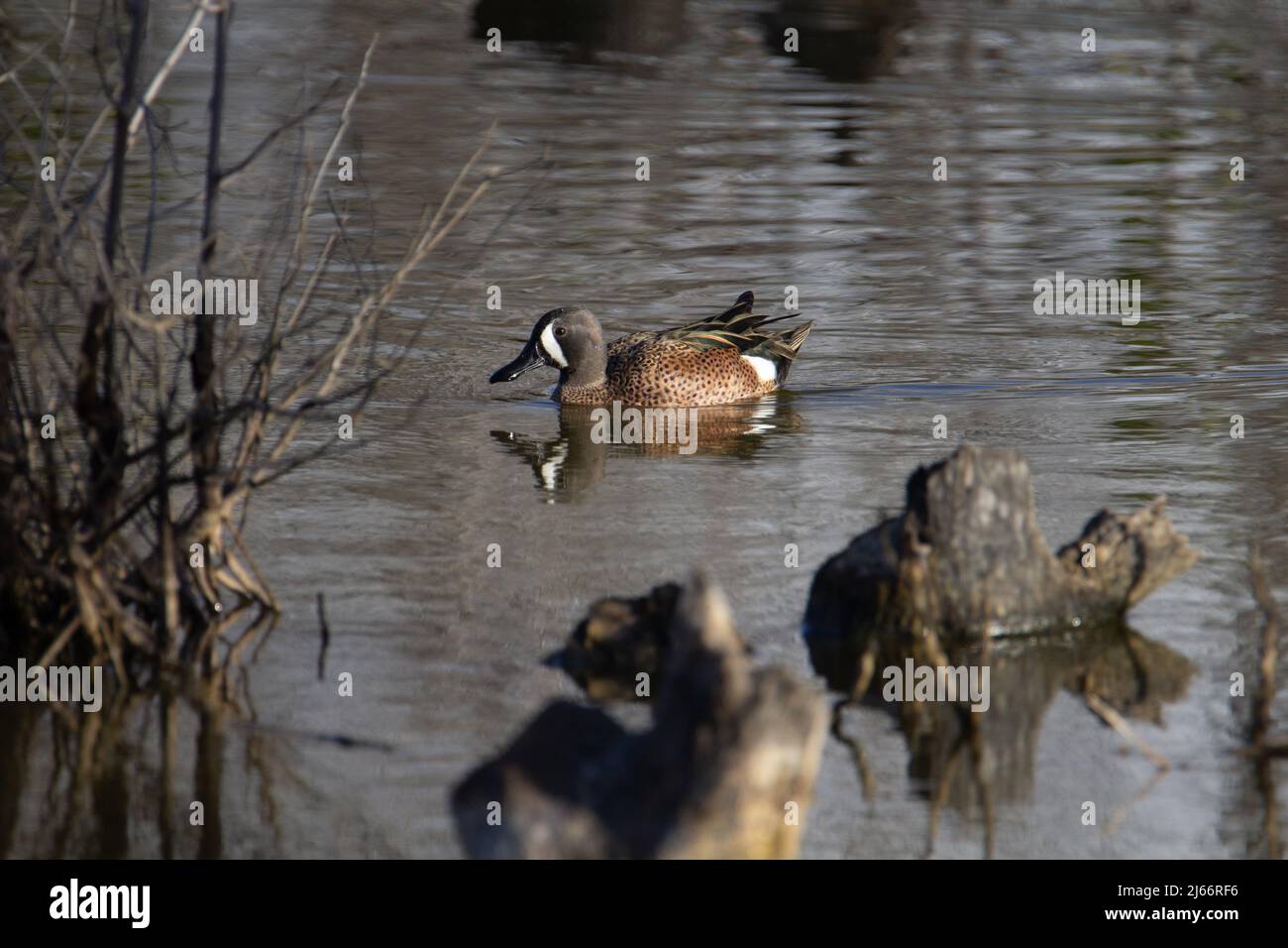 Blue-winged teal (Spatula discors) blue winged teal duck swimming with reflection and stumps in the foreground Stock Photo