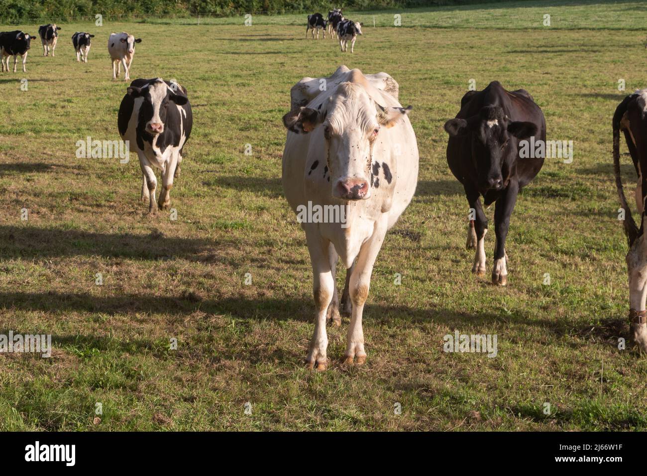 Holstein cows in the field of a farm in Brittany Stock Photo - Alamy