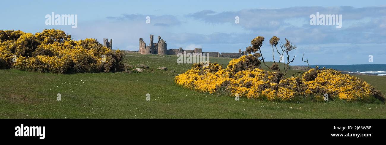Landscape image of near distant Dunstanburgh castle framed by gorse bushes in full bloom with North Sea in background Stock Photo