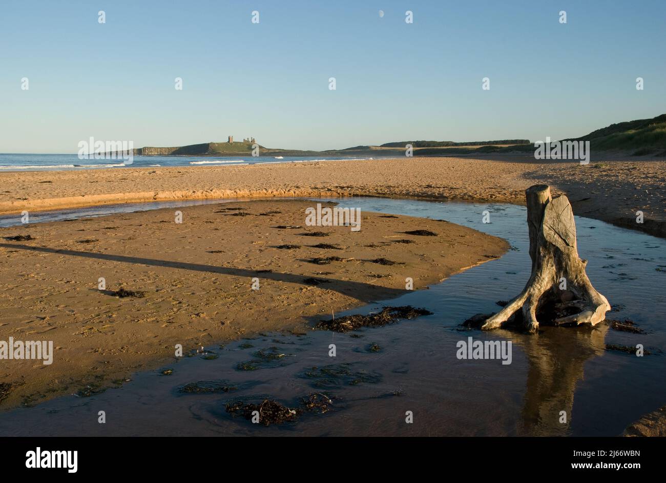 Beautifully lit Northumberland coastal image of beached tree trunk with distant Dunstanburgh castle on skyline and moon in blue sky above Stock Photo