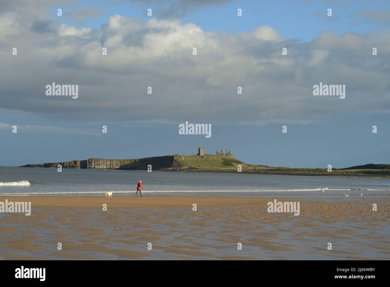 Landscape image of Dunstanburgh castle catching late afternoon light overlooking the beach near Embleton with a single figure wearing red with dog Stock Photo
