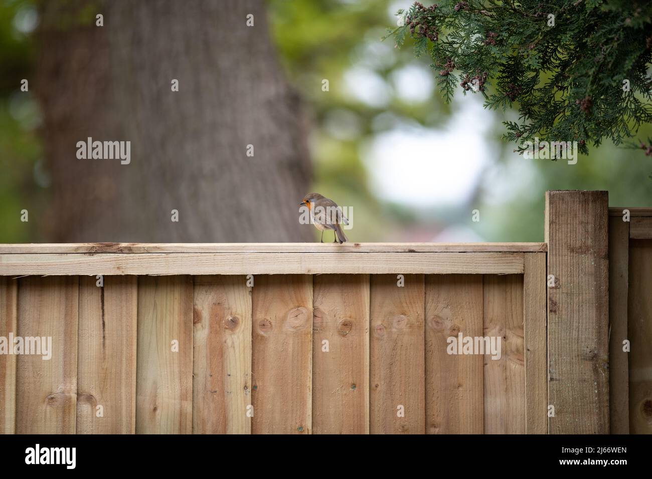 Robin on a wooden garden fence Stock Photo