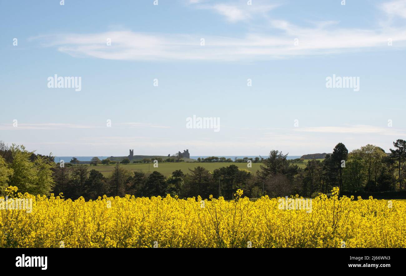 A distant Dunstanburgh Castle seen from across fields and trees with oilseed rape in full bloom in foreground with blue sky above Stock Photo