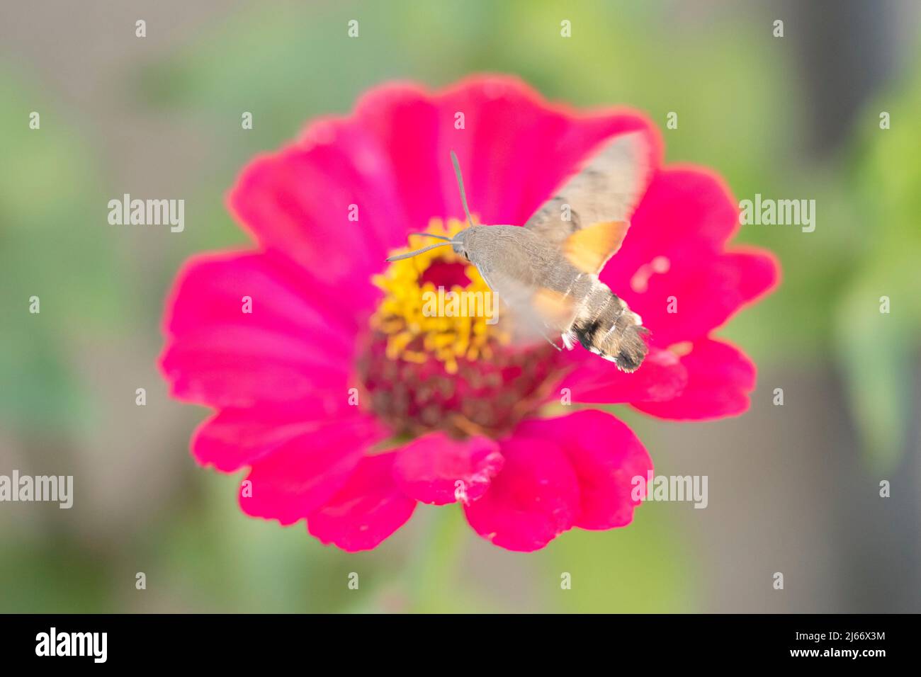 Closeup shot of a Colibri Moth (Macroglossum stellatarum) collecting
