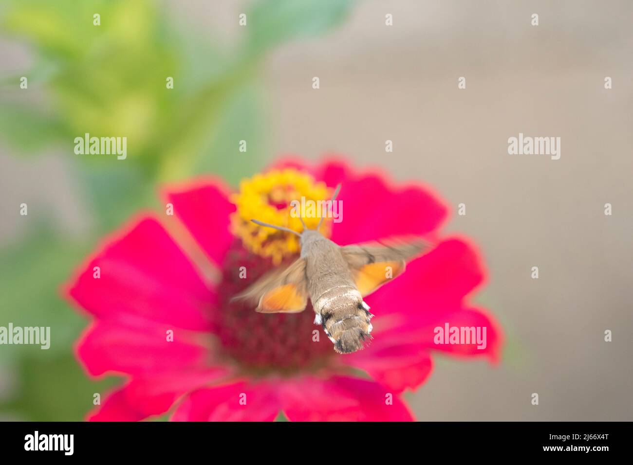 Closeup shot of a Colibri Moth (Macroglossum stellatarum) collecting