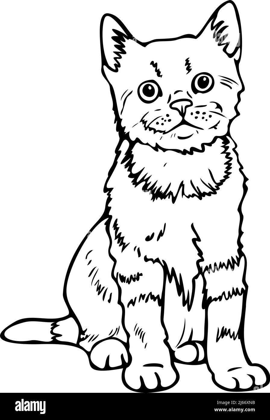 Vector Illustration Of Black And White Kitten Hand Drawn Cat Stock