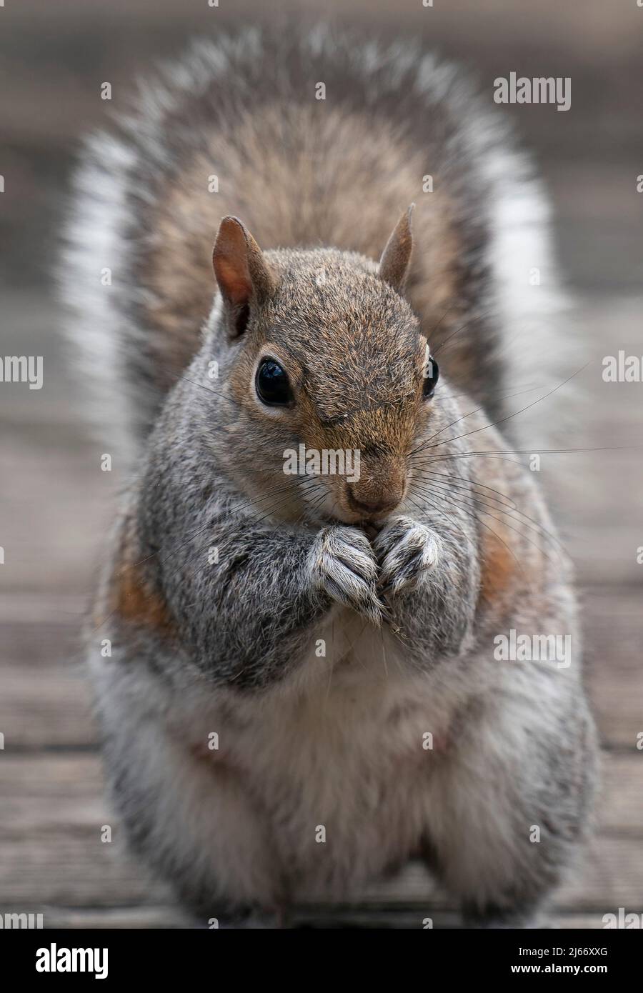 A Squirrel nibbling on bird seed Stock Photo - Alamy