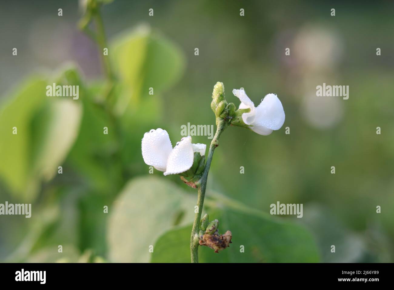 Bean Plant with flower in a Vegetable  tree garden  village, Close up fresh food young lima beans vegetable hyacinth in the nature. Stock Photo