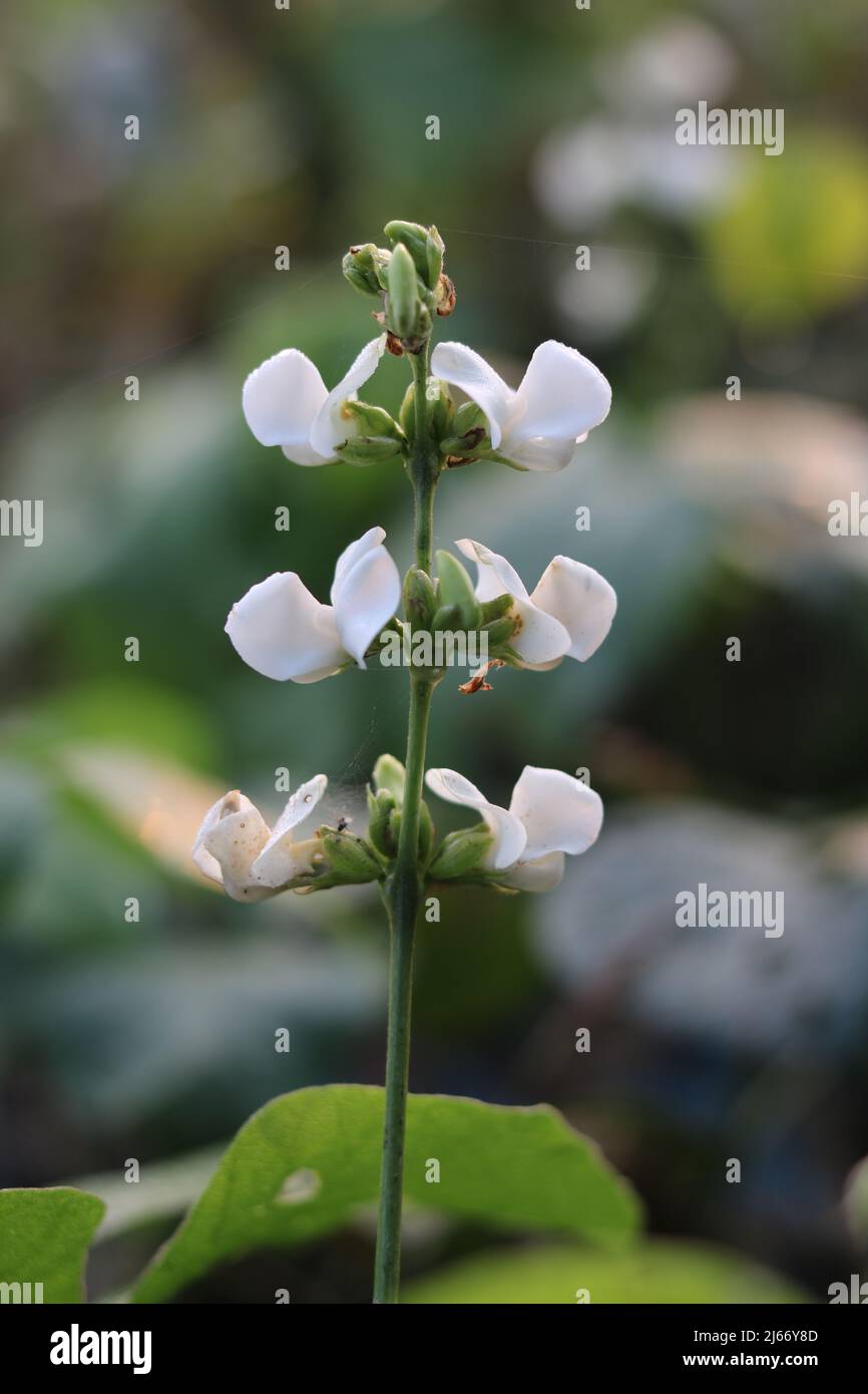Bean Plant with flower in a Vegetable  tree garden  village, Close up fresh food young lima beans vegetable hyacinth in the nature. Stock Photo