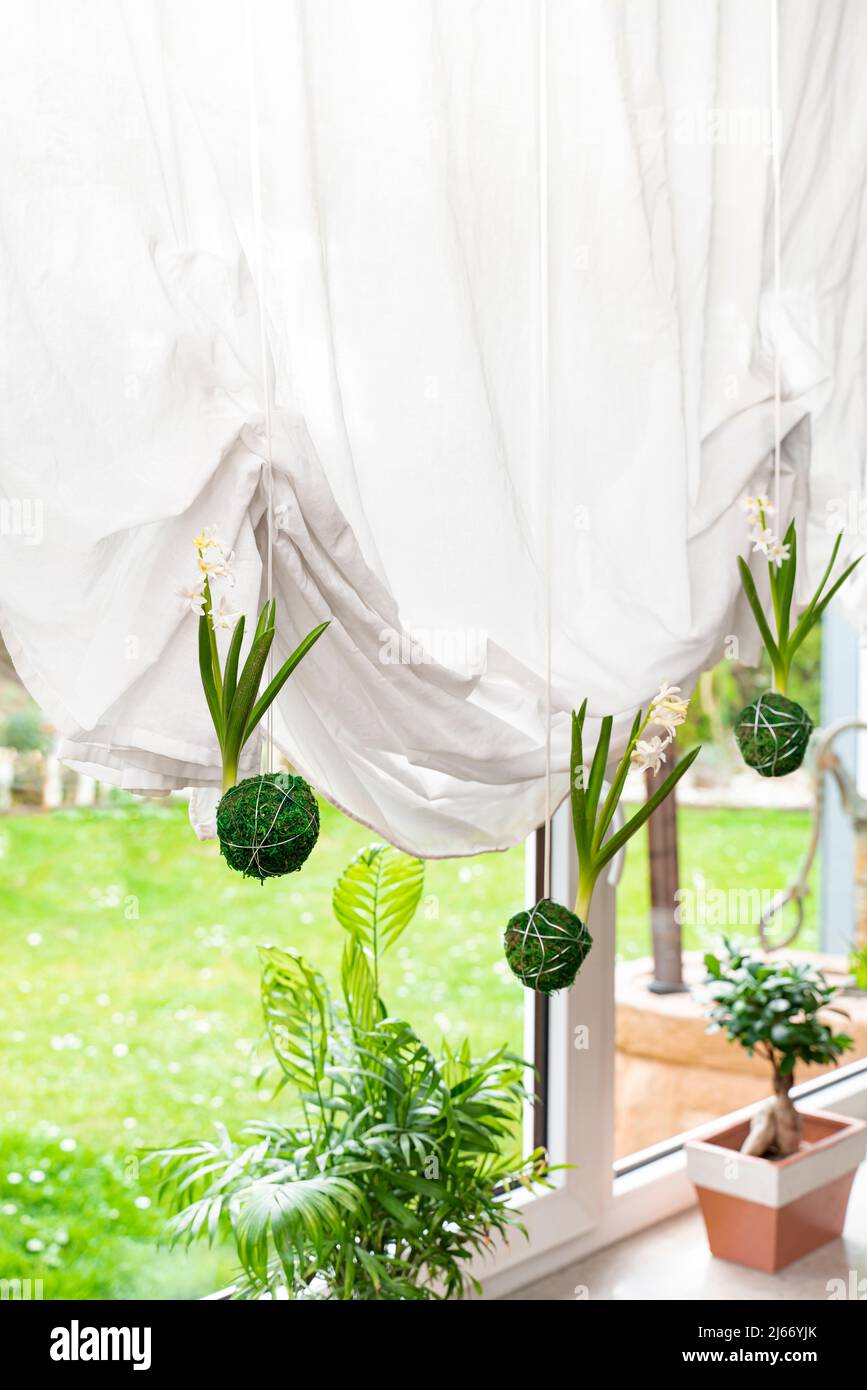 Kokedama - moss balls hang on a string in front of a window with curtains. From the moss balls come white flowering hyacinths. DJ deco trend from Japa Stock Photo