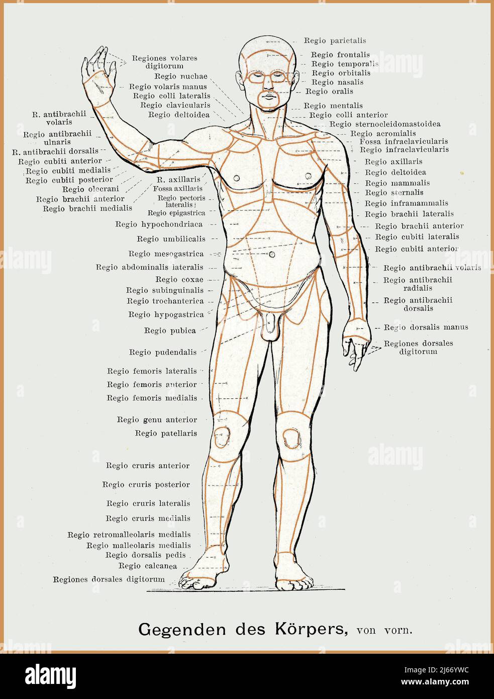 Vintage illustration of  male body frontal regions scheme with anatomical descriptions Stock Photo