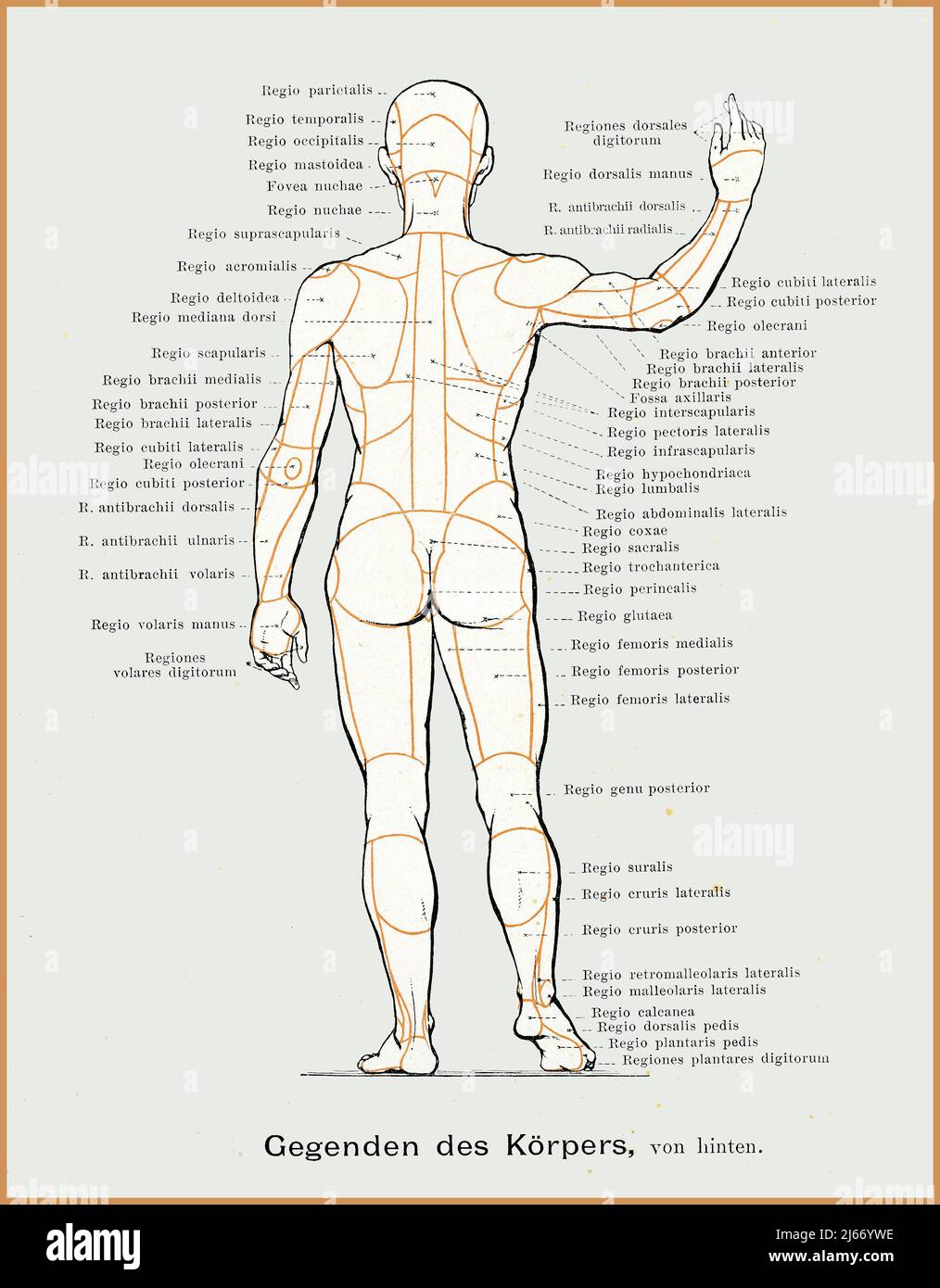Vintage illustration of anatomy, body regions regions scheme with anatomical descriptions Stock Photo
