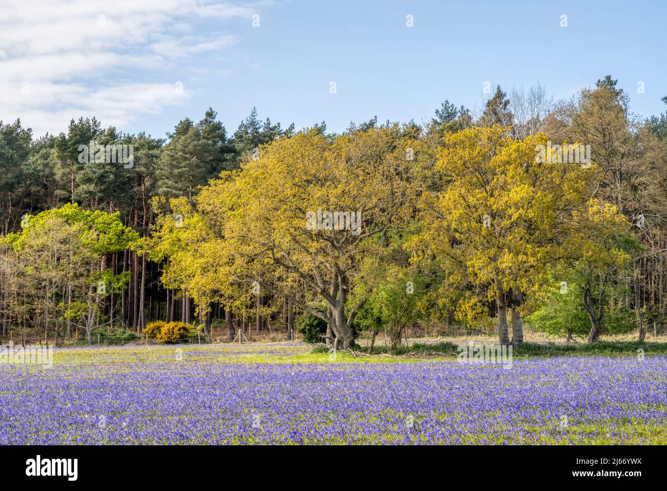 Cultivated English bluebells, Hyacinthoides non-scripta, growing in a Norfolk field. Stock Photo