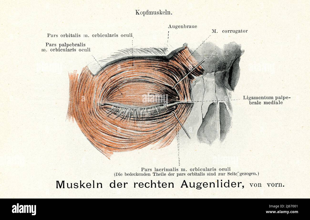 Vintage illustration of anatomy, right palpebra muscles with German anatomical descriptions Stock Photo