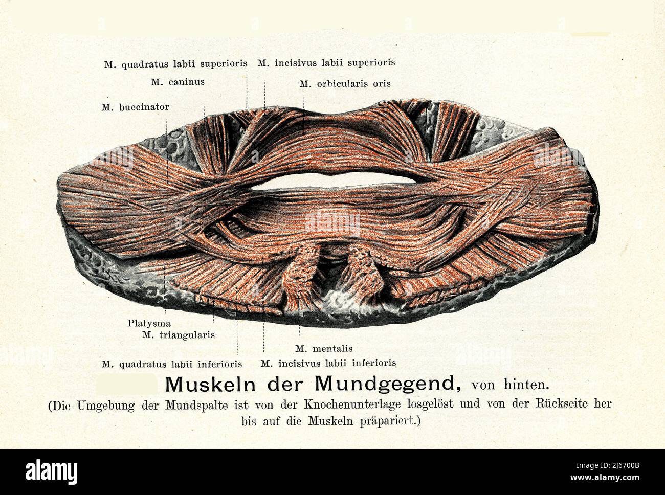 Vintage illustration of anatomy, mouth muscles internal view with German anatomical descriptions Stock Photo