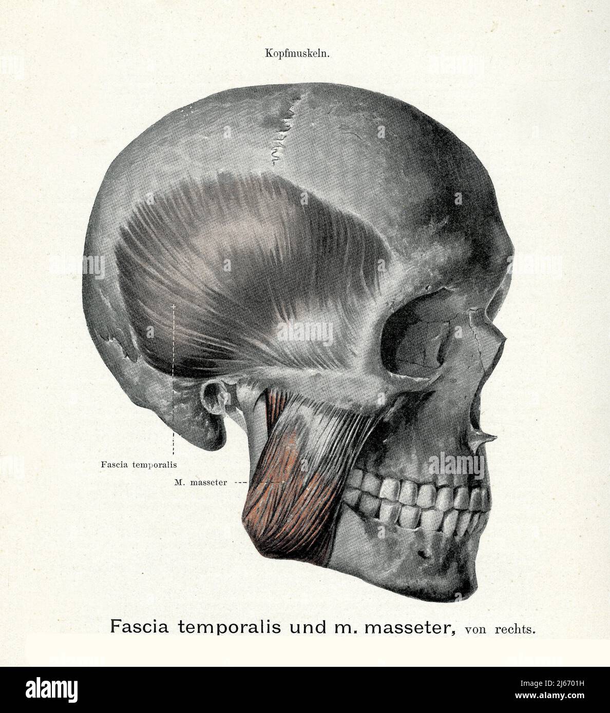 Vintage illustration of temporal fascia and masseter muscle from the right, with German anatomical descriptions Stock Photo