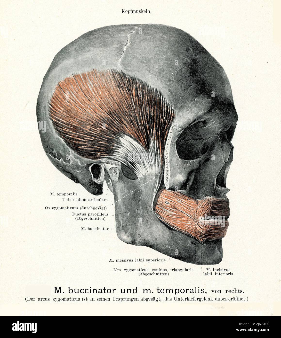 Vintage illustration of  buccinator and temporal muscle from the right, with German anatomical descriptions Stock Photo