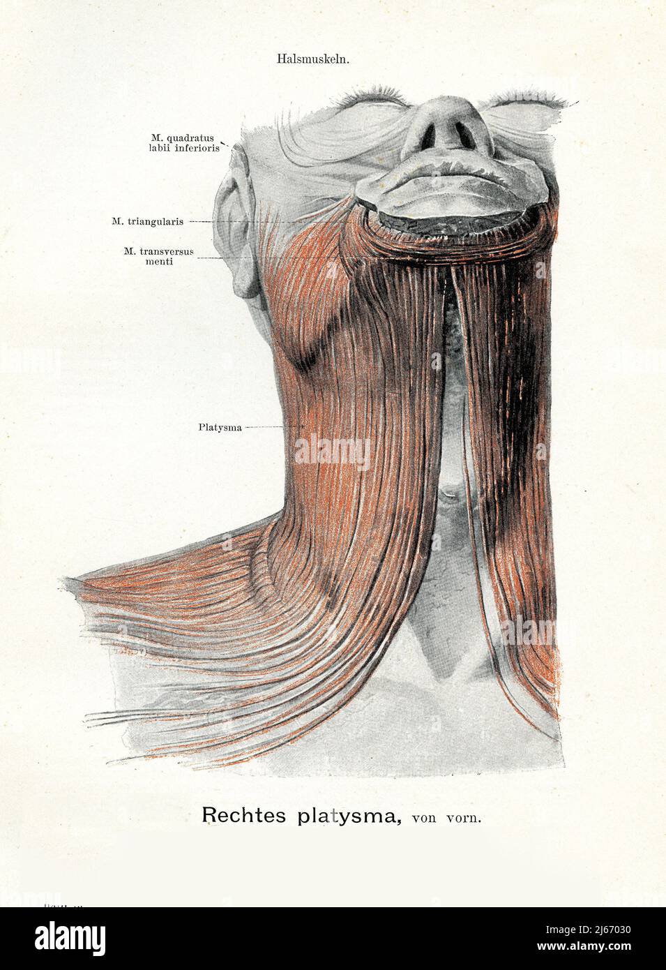 Vintage illustration of the platysma muscle front-right attached to the mandible, with German anatomical descriptions Stock Photo
