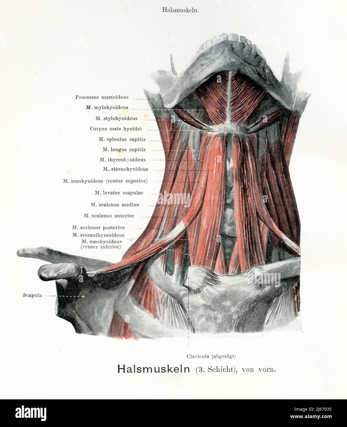 Vintage illustration of the 3d throat muscles layer , with German anatomical descriptions Stock Photo