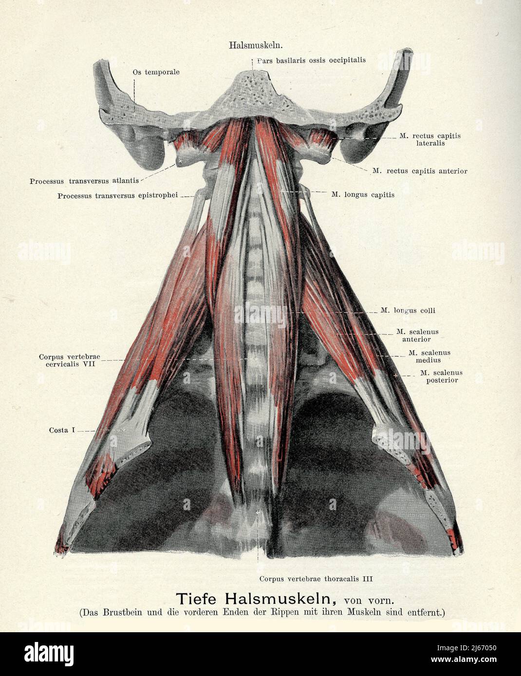 Vintage illustration of the deeper musculature of the throat frontal view, with German anatomical descriptions Stock Photo