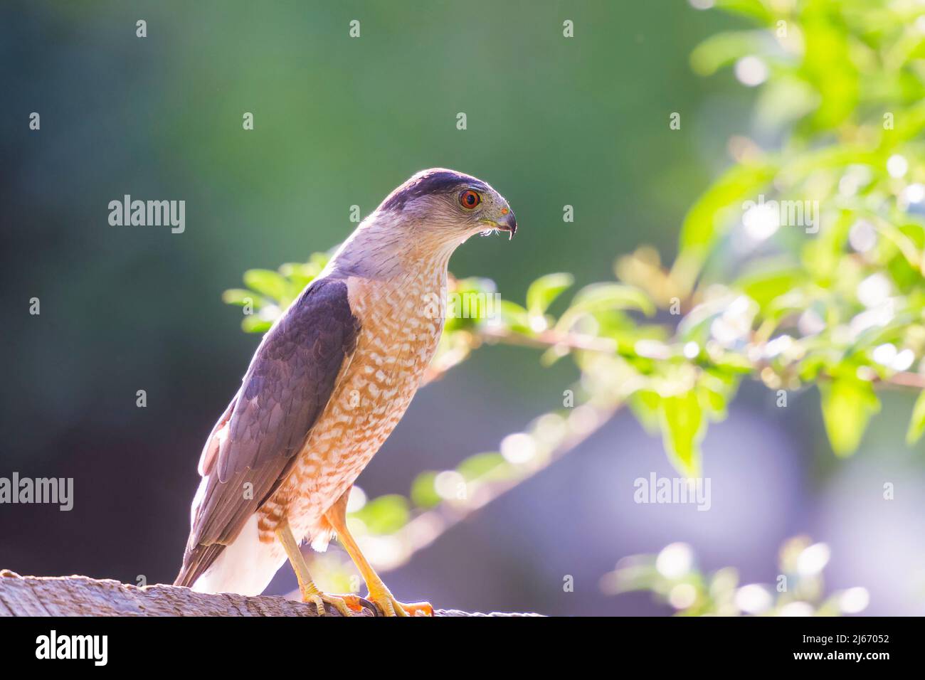 Cooper's hawk (Accipiter cooperii) resting on the fence. Maryland. USA Stock Photo