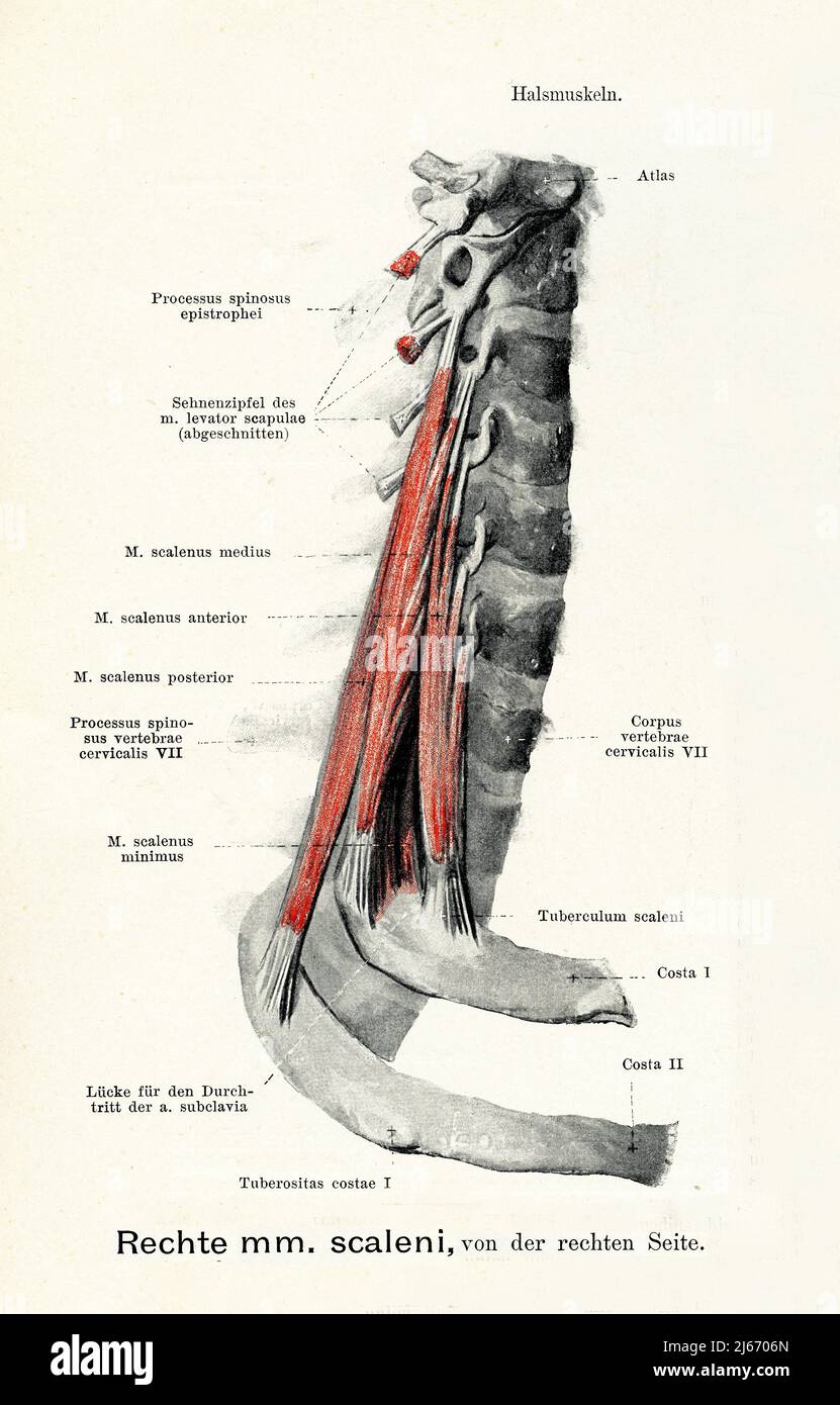 Vintage illustration of scalene muscles of lateral neck right view, with German anatomical descriptions Stock Photo