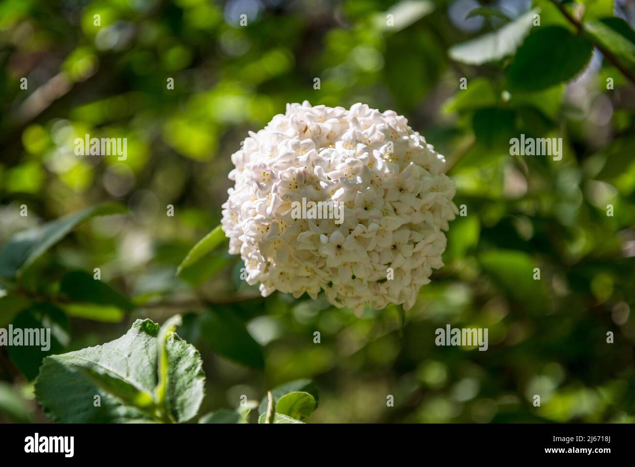 Viburnum × burkwoodii, burkwood viburnum, semievergreen shrub with