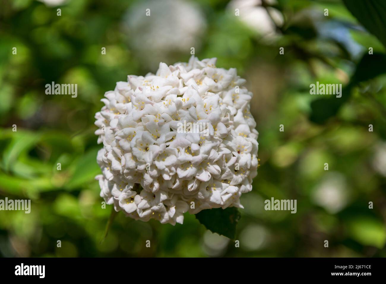 Viburnum × burkwoodii, burkwood viburnum, semievergreen shrub with