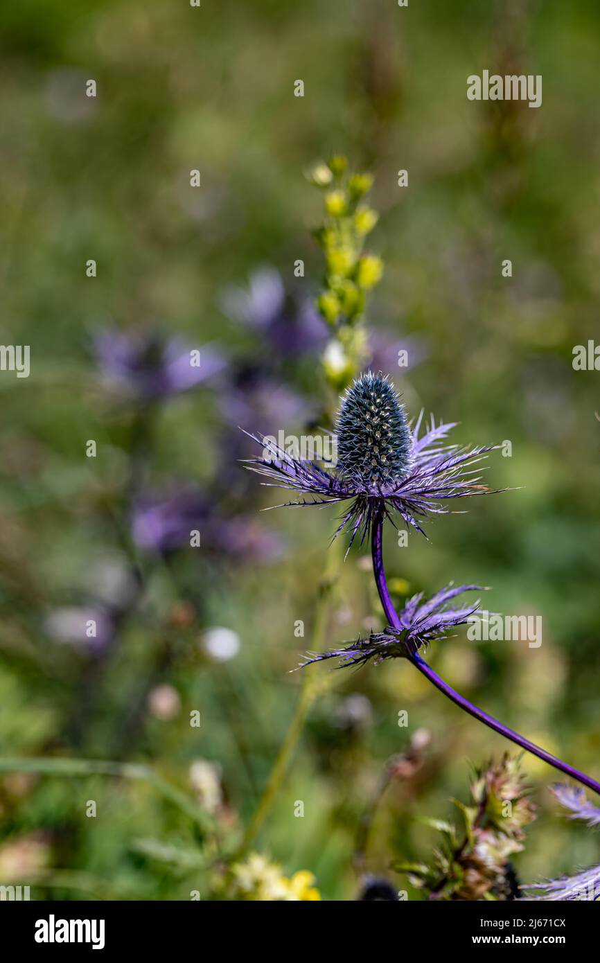 Eryngium alpinum flower in meadow, close up shoot Stock Photo