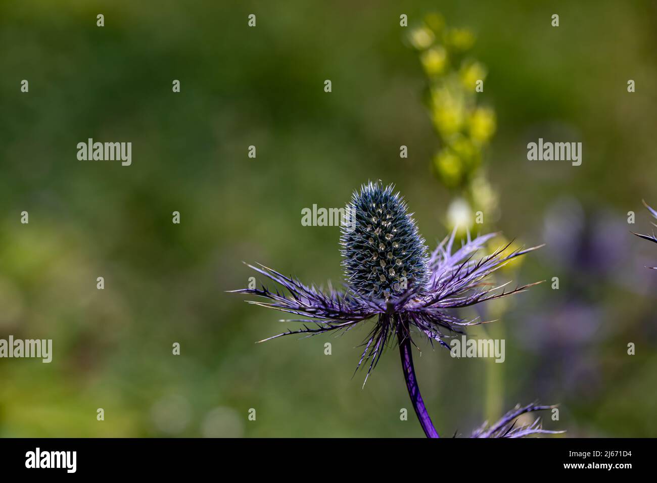 Eryngium alpinum flower in meadow, close up Stock Photo