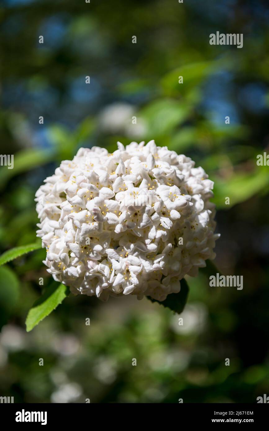 Viburnum × burkwoodii, burkwood viburnum, semievergreen shrub with