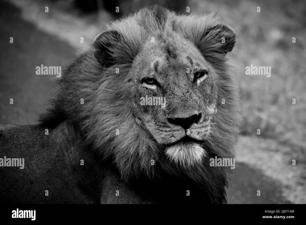 Lion cub Black and White Stock Photos & Images - Alamy