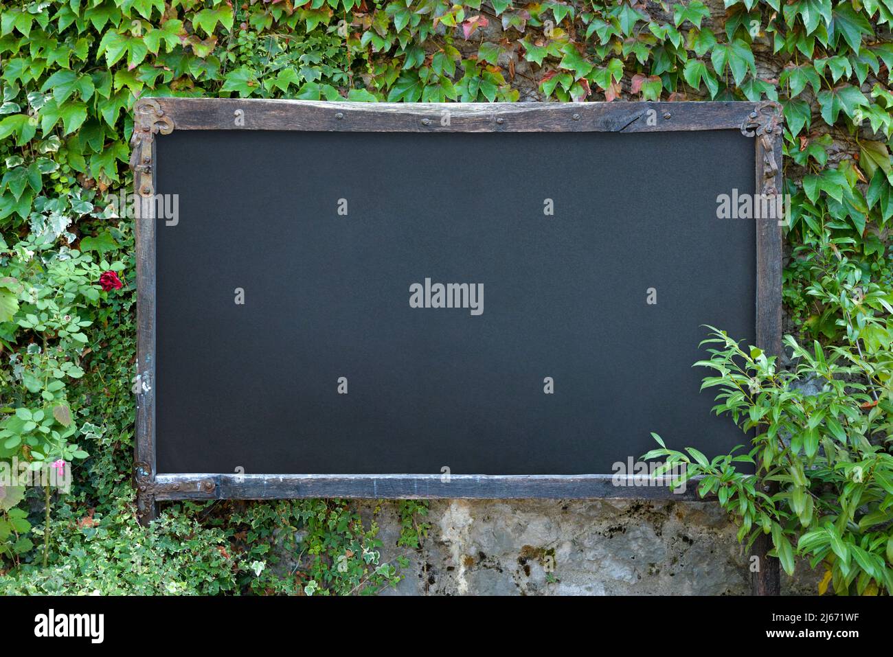 Outdoor rustic chalkboard on stone wall with lots of green plants around. Blank surface for promo menu text presentation Stock Photo