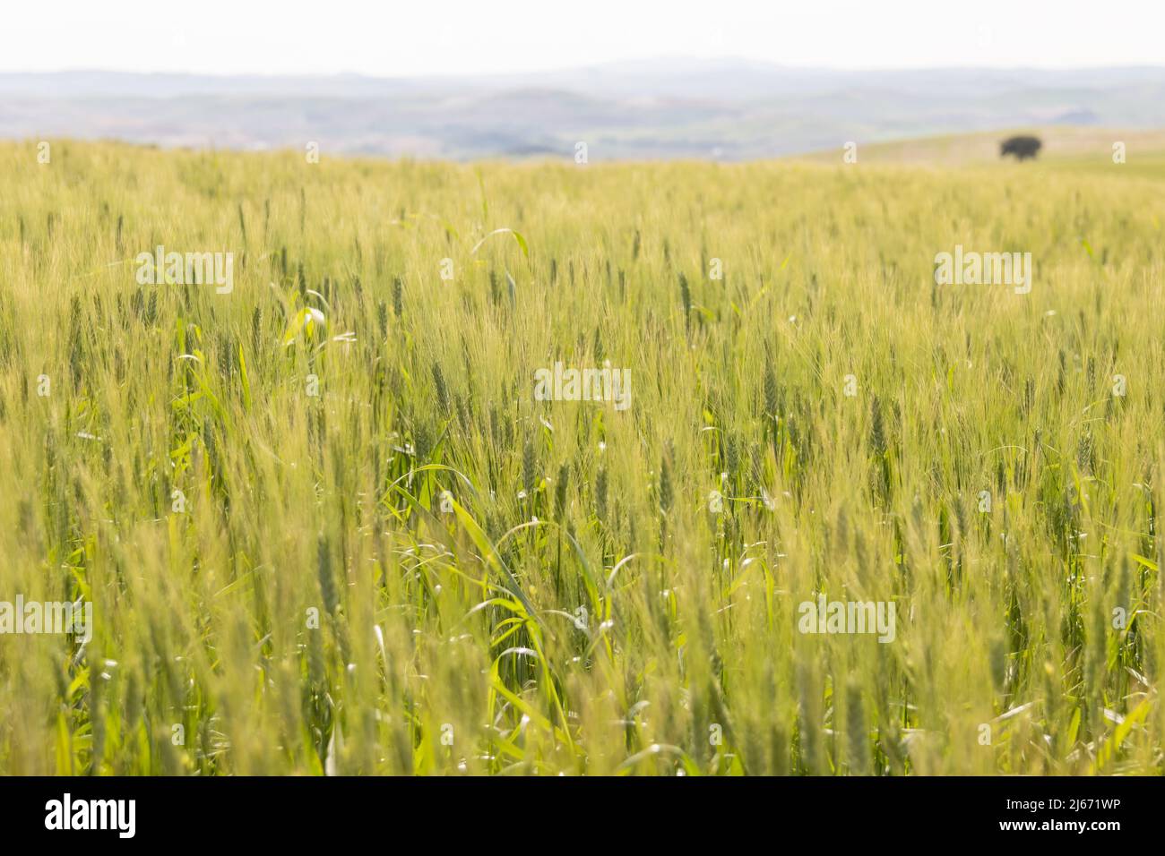 Green cereal crop field. Wheat plant moving in the wind Stock Photo Alamy