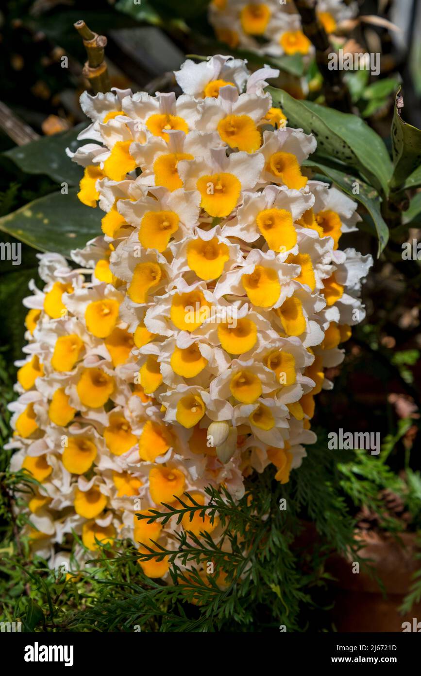 Pholidota chinensis orchid Stock Photo