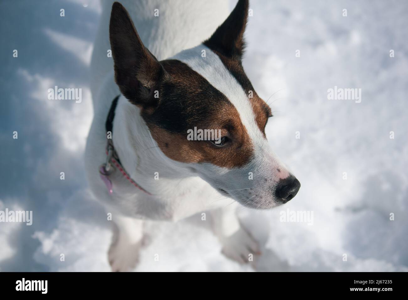 Jack Russell Terrier dog standing in snow Stock Photo