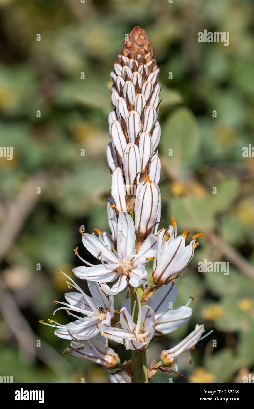 Detail of white flowers of gamón (Asphodelus cerasiferus) in the field Stock Photo